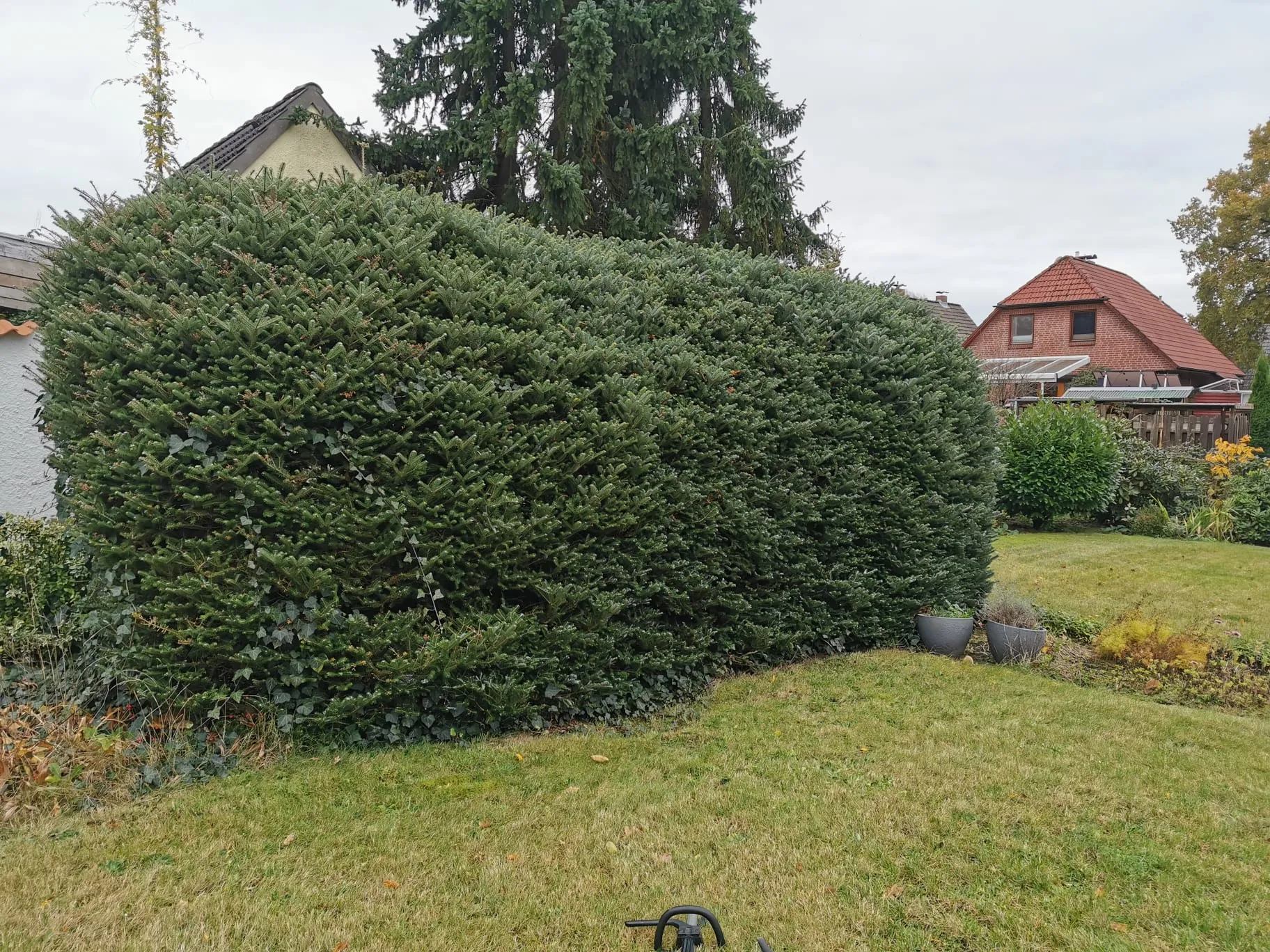 Heckenschnitt Kummerfeld Vorher